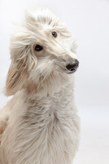 Close-up big cute Afghan dog posing isolated on white studio background.