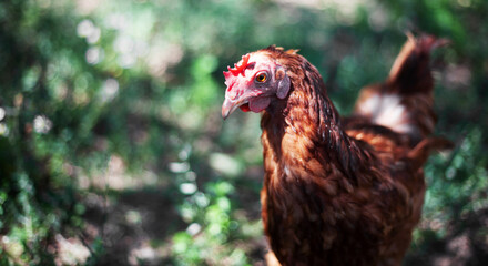 Ginger hen on blurred background. Poultry, self-run chicken