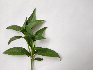 Andrographis paniculata