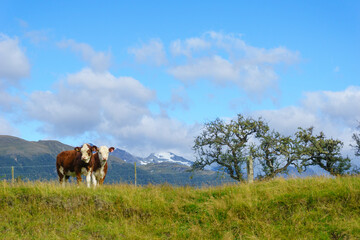 Two Hereford cattle standing together