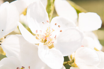 White flowers of apple tree close-up macro shot