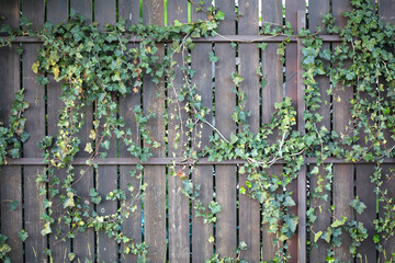 Green vine, ivy, liana, on a brown wooden fence with copy space in the center or middle. Beauty in nature and natural design. Leaves on wallpaper or painted wooden background.