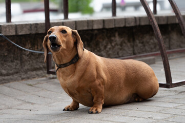 Old dachshund. waiting for the owner