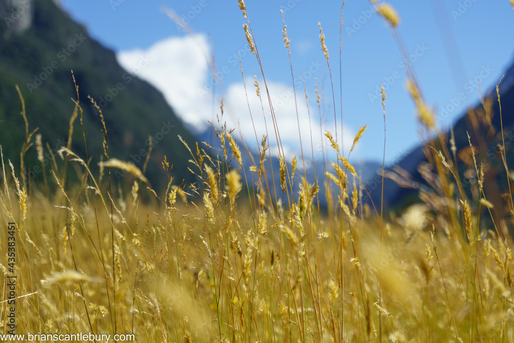 Canvas Prints Selective focus on golden grass on old river flat between defocussed converging mountains and sky