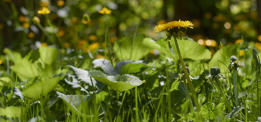 One yellow dandelion on a background of grass. Background green grass and one yellow dandelion inside.