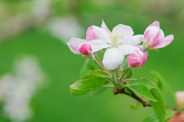 White apple tree blossom in green blurred background