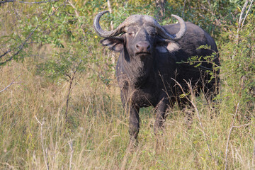 Kaffernbüffel / African buffalo / Syncerus caffer