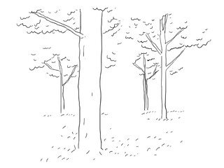 Torest trees hand drawn illustration