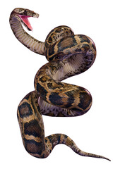 Obraz premium 3D Rendering Burmese Python on White