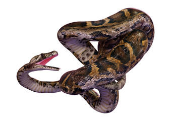 3D Rendering Burmese Python on White