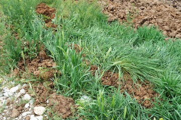 Animal manure and fertile herbs.