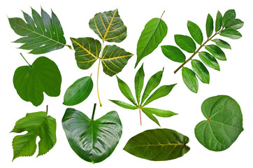 Tropical leaf collection on white background
