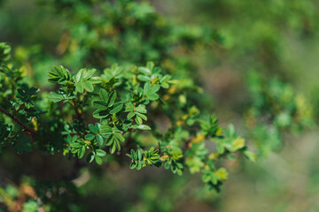Background of Green leaves of rose hip on springtime