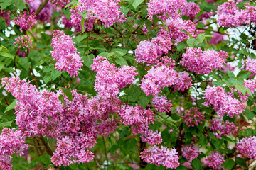 Obraz premium Beautiful flowering lilac bush, natural background