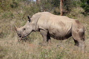 Obraz premium Breitmaulnashorn und Rotschnabel-Madenhacker / Square-lipped rhinoceros and Red-billed oxpecker / Ceratotherium Simum et Buphagus erythrorhynchus