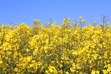 field of yellow flowers