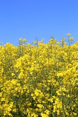 Obraz premium yellow rapeseed field
