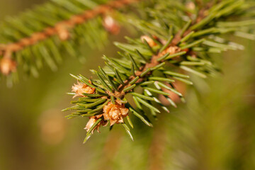 Naklejka na ściany i meble Horizontal macro photography of a wild pine tree branch with green fresh needles and flowering young cones on the light blurred background