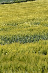 rice field