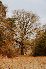 Fototapeta premium Stimmung am Morgen in Wahner Heide eine Mittelterrassenlandschaft in Nordrhein-Westfalen
