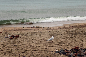 A seagull walks along the shore of the Baltic Sea