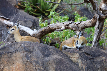 Klippspringer / Klipspringer / Oreotragus oreotragus