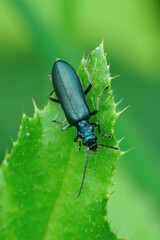 Closeup on the Lesser Thick-legged Flower Beetle , Ischnomera cyanea hanging on a green leaf