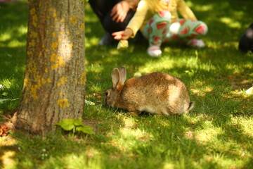 Mother and daughter feeding a rabbit with cabbage on a lawn in the park