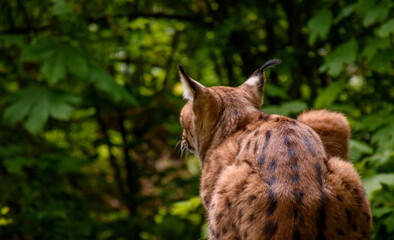 back of the lynx with forest background © Jonas Baechler