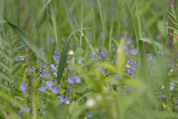 flowers in the grass