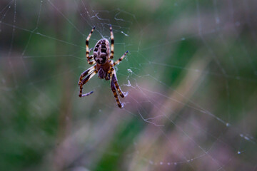.Spider.Araneus diadematus