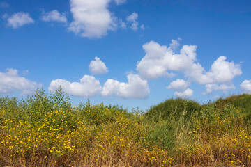 Fototapeta na wymiar Yellow flowers among green shrubs on a background of blue sky with clouds