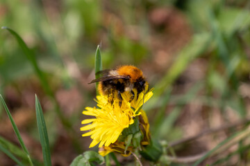 bee on a dandelion