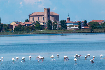 regional park of the po delta comacchio marshes and lakes of Europe