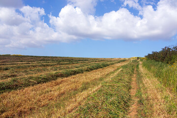 Agricultural field with freshly cut grass against a blue sky with clouds