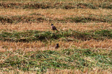 Closeup of myna birds on agricultural field with strips of freshly cut grass