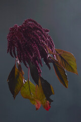 Red Amaranth