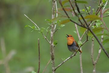 Japanese robin singing on the branch