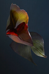 Canna indica/Canna Lily
