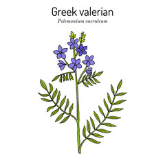 Jacobs-ladder, or Greek valerian polemonium caeruleum , medicinal plant.