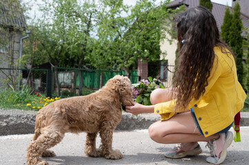 Curly-haired cocker spaniel walking on a sunny day