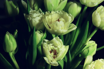 white tulips spring bouquet, background fresh flowers romantic congratulation march april, seasonal background