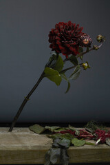 Dahlia 'Black Narcissus'