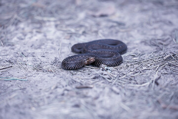 snake viper in the swamp, reptile in the wild, poisonous dangerous animal, wildlife
