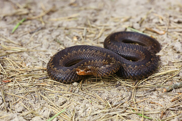 snake viper in the swamp, reptile in the wild, poisonous dangerous animal, wildlife