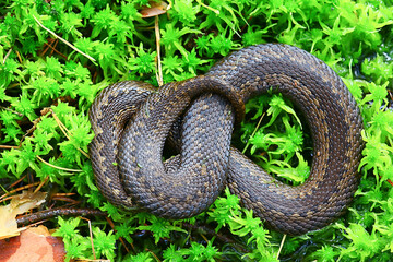 snake viper in the swamp, reptile in the wild, poisonous dangerous animal, wildlife