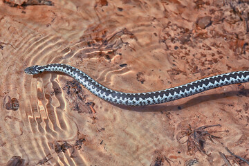 blue european viper, striped venomous dangerous snake nature wild