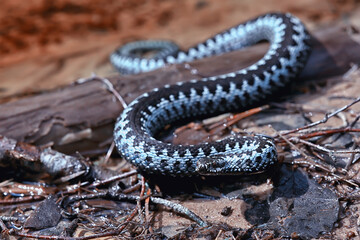 blue european viper, striped venomous dangerous snake nature wild