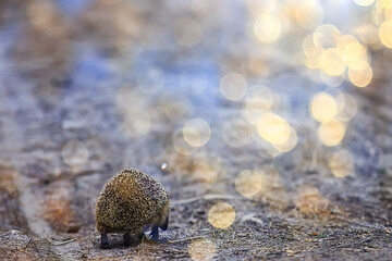 animal wild in nature hedgehog in the forest, european hedgehog runs