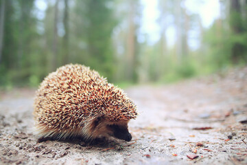 animal wild in nature hedgehog in the forest, european hedgehog runs